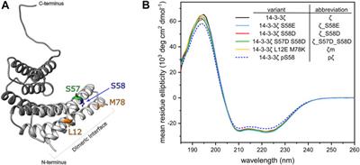 Phosphorylated and Phosphomimicking Variants May Differ—A Case Study of 14-3-3 Protein